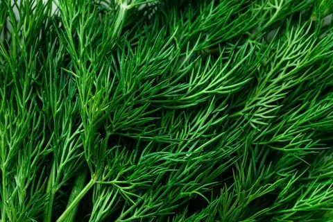 قیمت عمده سبزی شوید خشک صادراتی + شرایط خرید آسان
